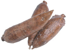 Manioc